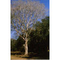 10 Celtis africana Seeds - Witstinkhout Bonsai Sade - Buy Seeds For Trees Indigenous to RSA
