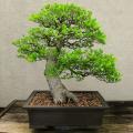 5 Celtis sinensis or Chinese Hackberry Seeds + Free Bonsai eBook + Free Seeds with ALL Orders