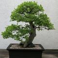 5 Celtis sinensis or Chinese Hackberry Seeds + Free Bonsai eBook + Free Seeds with ALL Orders