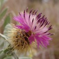 5 Centaurea sonchifolia Seeds - Perennial - Attracts Butterflies - Global Shipping - New