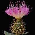 5 Centaurea sonchifolia Seeds - Perennial - Attracts Butterflies - Global Shipping - New