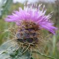 5 Centaurea sonchifolia Seeds - Perennial - Attracts Butterflies - Global Shipping - New