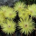 Cephalophyllum pillansii -10 Seed Pack- Indigenous Succulent Mesemb - Combined Global Shipping - NEW