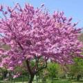 Cercis canadensis - 5 Seeds - Eastern Redbud, Judas Tree, American Redbud Shrub, NEW