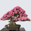Cercis chinensis - Chinese Redbud Bonsai - 5 Seeds + FREE Gifts Seeds + Bonsai eBook, NEW