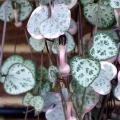 Ceropegia woodii - String of Hearts - 10 Seed Pack - Indigenous South African Succulent Vine - New