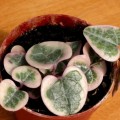 Ceropegia woodii - String of Hearts - 10 Seed Pack - Indigenous South African Succulent Vine - New