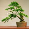 Chamaecyparis obtusa - Japanese White Cedar, Hinoki Cypress -10 Seed Pack + FREE Bonsai EBook - New