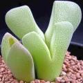 10 Cheiridopsis vanzylii Seeds - Indigenous Endemic Succulent Mesemb - Global Shipping
