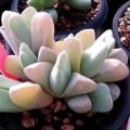 10 Cheiridopsis vanzylii Seeds - Indigenous Endemic Succulent Mesemb - Global Shipping