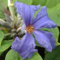 Clematis heracleifolia - 5 Seed Pack - Shrub Fragrant Cut Flowers - Combined Global Shipping - New