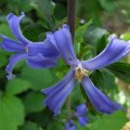 Clematis heracleifolia - 5 Seed Pack - Shrub Fragrant Cut Flowers - Combined Global Shipping - New