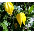 Clematis tangutica Seeds - Exotic Perennial Vine - Combined Global Shipping - New