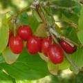 Cornus mas - 5 Seeds - Cornelian Cherry or European Cornel Tree or Shrub, Edible Fruit, NEW