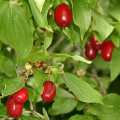 Cornus mas - 5 Seeds - Cornelian Cherry or European Cornel Tree or Shrub, Edible Fruit, NEW