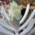 20+ Cotyledon orbiculata Elkhorn Seeds - Indigenous South African Succulent - Global Shipping