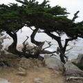 Cupressus macrocarpa Seeds - Monterey Cypress Tree or Shrub