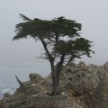 Cupressus macrocarpa Seeds - Monterey Cypress Tree or Shrub