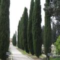 Cupressus sempervirens Seeds - Italian Cypress Tree or Shrub, NEW