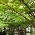 Cyathea australis - Australian Rough Tree Fern - 15 Spore Pack - Exotic Fern - Flat Ship Rate - New