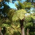 Cyathea dregei - Indigenous Tree Fern - 15 Spore Pack - Flat Ship Rate - New