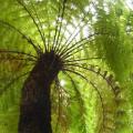 Cyathea dregei - Indigenous Tree Fern - 15 Spore Pack - Flat Ship Rate - New