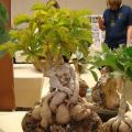 Cyphostemma cirrhosum Seeds - Indigenous Succulent Caudiciform Bonsai - NEW