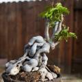 Cyphostemma cirrhosum Seeds - Indigenous Succulent Caudiciform Bonsai - NEW