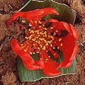 5 Daubenya aurea Red Seeds - Rare Indigenous Endemic Perennial Bulb -Combined Global Shipping