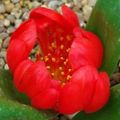 5 Daubenya aurea Red Seeds - Rare Indigenous Endemic Perennial Bulb -Combined Global Shipping