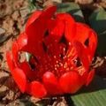 5 Daubenya aurea Red Seeds - Rare Indigenous Endemic Perennial Bulb -Combined Global Shipping