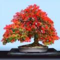 Delonix regia Bonsai Seeds - 5 Seed Pack - Royal poinciana, Flame Tree