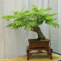 10 Delonix regia Bonsai Seeds + Growing Bonsai eBook - Royal Poinciana, Flamboyant Flame Tree Exotic