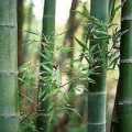 Dendrocalamus strictus Seeds - Male Bamboo