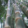 Dendrocalamus strictus Seeds - Male Bamboo