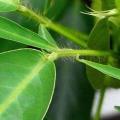 Dancing Plant, Telegraph Plant, Desmodium gyrans - 4 Seed Pack - Exotic Shrub