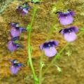 Diascia veronicoides Seeds - Twinspurs - Indigenous Evergreen Flowering Perennial