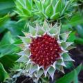3 Dicoma zeyheri Seeds - Indigenous Perennial Dry-Flowers