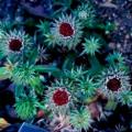 3 Dicoma zeyheri Seeds - Indigenous Perennial Dry-Flowers
