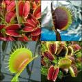Giant Venus Fly Trap Forms Seeds - Dionaea muscipula - Carnivorous -Combined Shipping