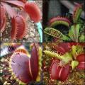Giant Venus Fly Trap Forms - 5 Seed Pack - Dionaea muscipula - Carnivorous -Combined Shipping