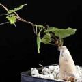 Dioscorea rupicola - 3 Seed Pack - Indigenous Caudiciform Succulent - Combined Global Ship - NEW