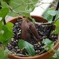 Dioscorea rupicola - 3 Seed Pack - Indigenous Caudiciform Succulent - Combined Global Ship - NEW