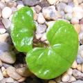 Dioscorea rupicola - 3 Seed Pack - Indigenous Caudiciform Succulent - Combined Global Ship - NEW