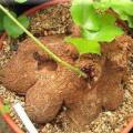 Dioscorea sylvatica Seeds - Indigenous Caudiciform Succulent - Combined Global Ship - NEW