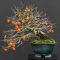 Diospyros virginiana Bonsai Seeds - American persimmon + Bonsai eBook - Exotic Edible Fruit
