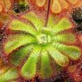 Drosera aliciae - Carnivorous Sundew Seeds - Indigenous Endemic Ethnobotanical Curiosity Houseplant