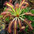 Drosera capensis - Carnivorous Sundew - 10+ Seed Pack - Endemic Ethnobotanical Houseplant - New