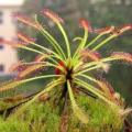 Drosera capensis - Carnivorous Sundew - 10+ Seed Pack - Endemic Ethnobotanical Houseplant - New