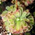 Drosera cistiflora Pink Flower - Carnivorous Sundew Seeds - Indigenous Curiosity Houseplant